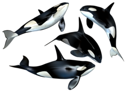 animals & whale free transparent png image.