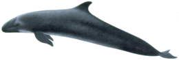 animals & whale free transparent png image.