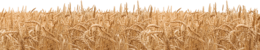 nature & Wheat free transparent png image.