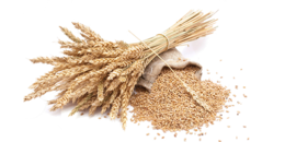 nature & Wheat free transparent png image.