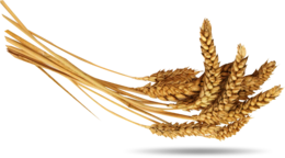 nature & wheat free transparent png image.