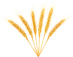 nature & Wheat free transparent png image.