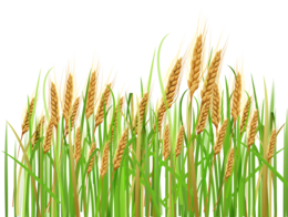 nature & Wheat free transparent png image.