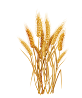 nature & Wheat free transparent png image.