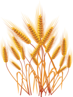 nature & Wheat free transparent png image.