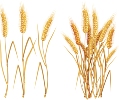 nature & Wheat free transparent png image.