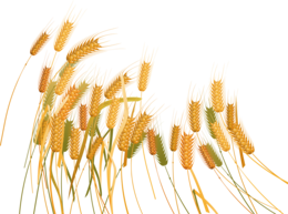 nature & Wheat free transparent png image.