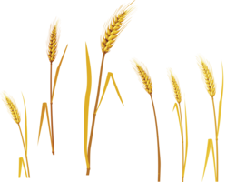 nature & wheat free transparent png image.