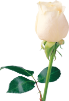 flowers&White roses png image.