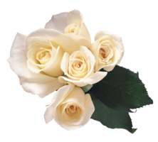 flowers & White roses free transparent png image.