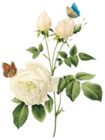 flowers & White roses free transparent png image.