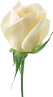 flowers & White roses free transparent png image.