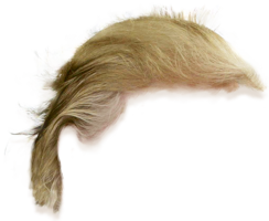 people & Wig free transparent png image.