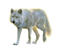 animals & Wolf free transparent png image.