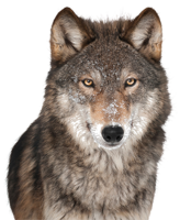 animals & Wolf free transparent png image.