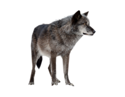 animals & Wolf free transparent png image.