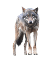 animals & Wolf free transparent png image.