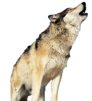 animals & Wolf free transparent png image.