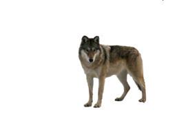 animals & Wolf free transparent png image.