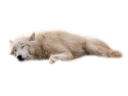 animals & Wolf free transparent png image.