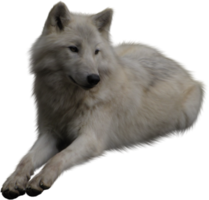 animals & Wolf free transparent png image.