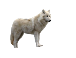 animals & Wolf free transparent png image.