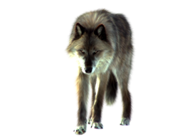 animals & Wolf free transparent png image.