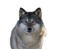 animals & Wolf free transparent png image.