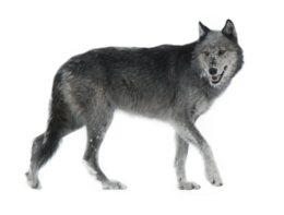 animals & Wolf free transparent png image.