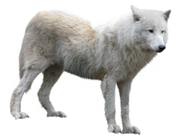 animals & wolf free transparent png image.