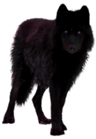 animals & Wolf free transparent png image.