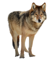 animals & Wolf free transparent png image.