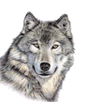 animals & Wolf free transparent png image.