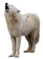 animals & Wolf free transparent png image.