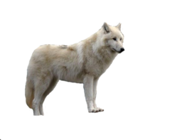 animals & Wolf free transparent png image.