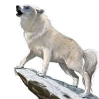 animals & Wolf free transparent png image.