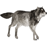 animals & Wolf free transparent png image.