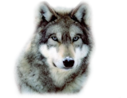 animals & Wolf free transparent png image.