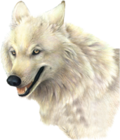 animals & Wolf free transparent png image.