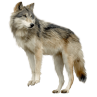 animals & Wolf free transparent png image.