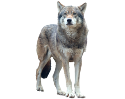 animals & Wolf free transparent png image.