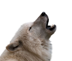 animals & Wolf free transparent png image.