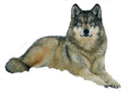 animals & Wolf free transparent png image.