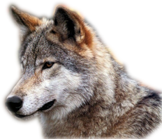 animals & Wolf free transparent png image.