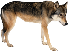 animals & wolf free transparent png image.