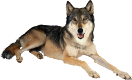 animals & wolf free transparent png image.