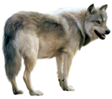 animals & wolf free transparent png image.