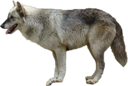 animals & wolf free transparent png image.