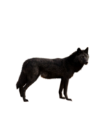 animals & Wolf free transparent png image.