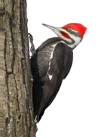 animals & Woodpecker free transparent png image.